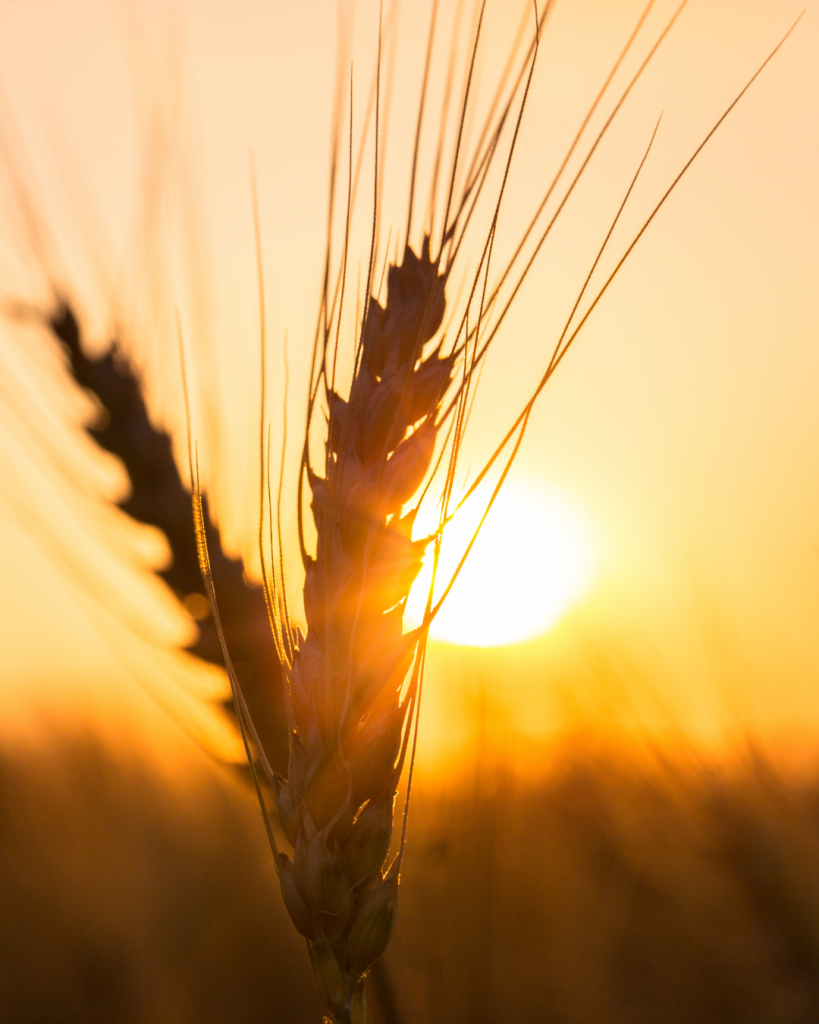 leader en visibilité digitale dans le secteur de l'agriculture